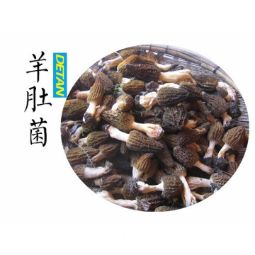 Yunnan Wild Fresh Morel Mushrooms Best Price
